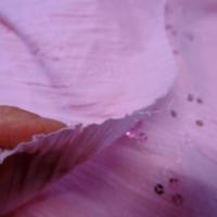 Coton fin rose plisse brode et a sequins