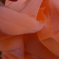 Crêpe de soie capucine orange 03