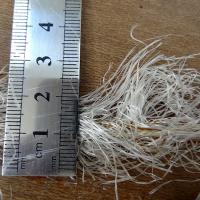 Galon de raphia naturel 2 