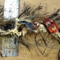 Galon tresse plumes filantes brun bleu canard feu 1 