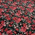 Jersey coton lycra fond noir fleuri 1 