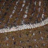 Lainage alezan rayures en pointilles epais gris chine 2