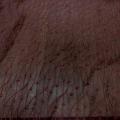 Mousseline marron surbrodée