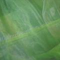 Organza vert pomme reflet blanc 1 