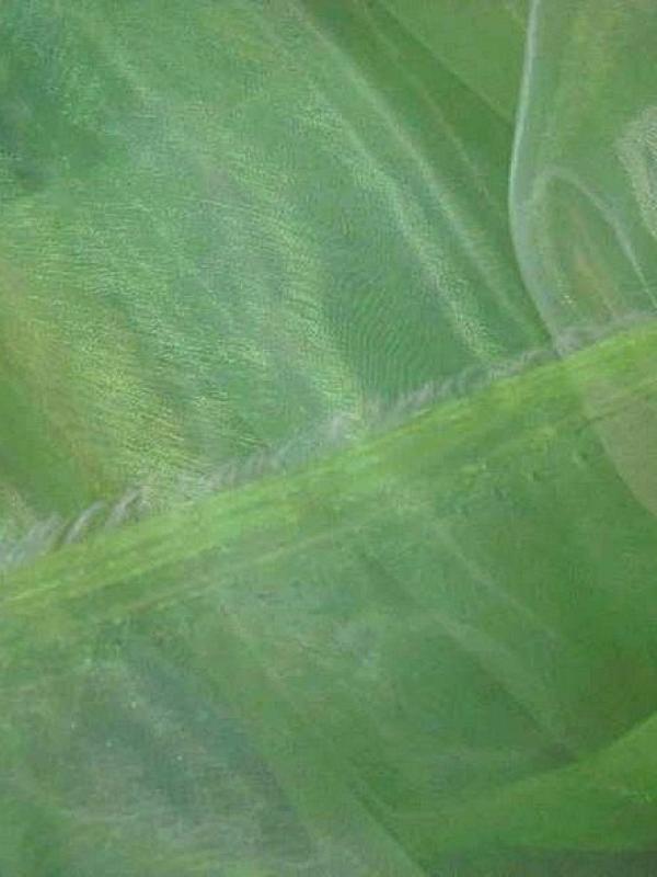 Organza vert pomme reflet blanc 1 