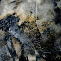 Popeline coton lycra grise elephants 1 