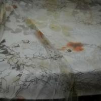 Resille blanche motif coquelicot 