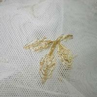Resille lycra blanc casse broderie fil or 3 
