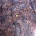 Résille lycra parme motifs roses de jardin 01