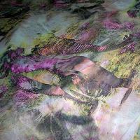 Resille rose elephant majestueux 1 